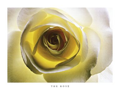 the-rose-i