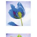 Lens & Lens - Flower Power 1