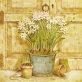 Obrazy - Narcisy v květináči II