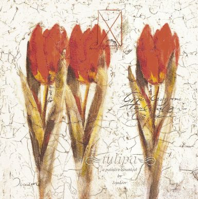 tulipa-formation