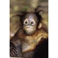 Steve Bloom - Baby Orangutan