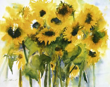 sonnenblumenfeld