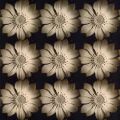 Katja Marzahn - Daisy Chain