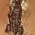 Renato Casaro - Cheetah