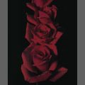 Mina Selis - Red Roses I