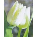 Mina Selis - White Tulips