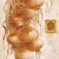 Claudia Ancilotti - Onion Beauty