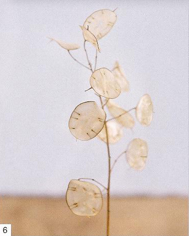 gorgeous-lunaria-i