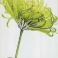 Annemarie Peter-Jaumann - Green Chrysanthemum
