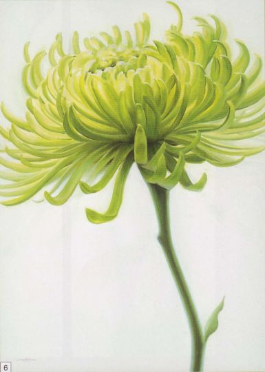 olive-chrysanthemum