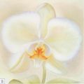 Annemarie Peter-Jaumann - Orchid Beauty