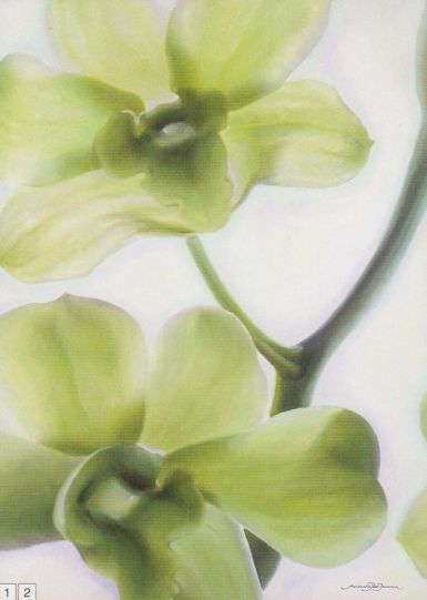 orchid-marilin-i
