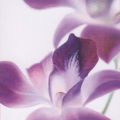Annemarie Peter-Jaumann - Purple Orchid I