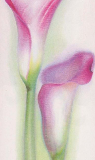 pink-calla-i