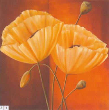 couple-of-white-poppies