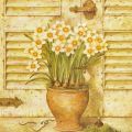 Obrazy - Narcisy v květináči I