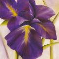 Caroline Wenig - Purple Blossom I