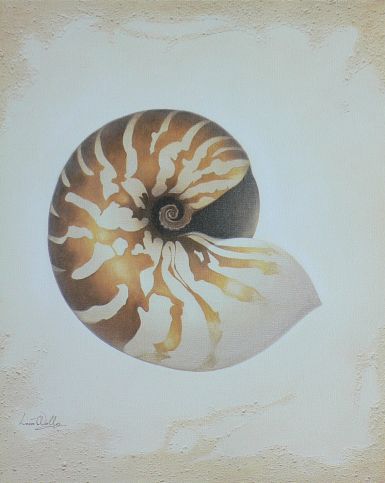 nautilus