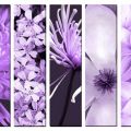 Obrazy na plátně - Fialové Květy 