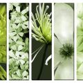 Obrazy na plátně - Zelené Květy
