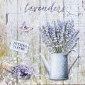 Lavender VII