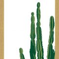 Rámované obrazy - Kaktus