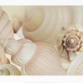 Jan Lens - Reprodukce - Shells I